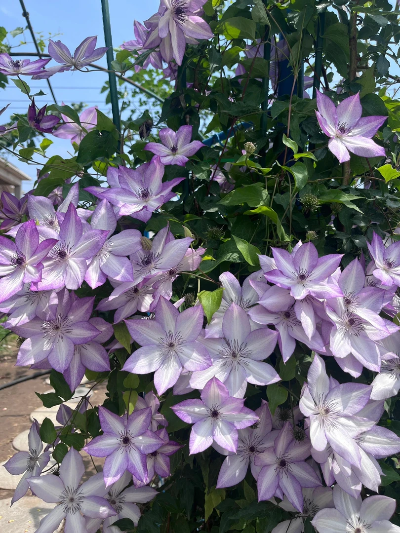 铁线莲爬藤植物庭院花卉盆栽牡丹花单瓣重瓣观花苗