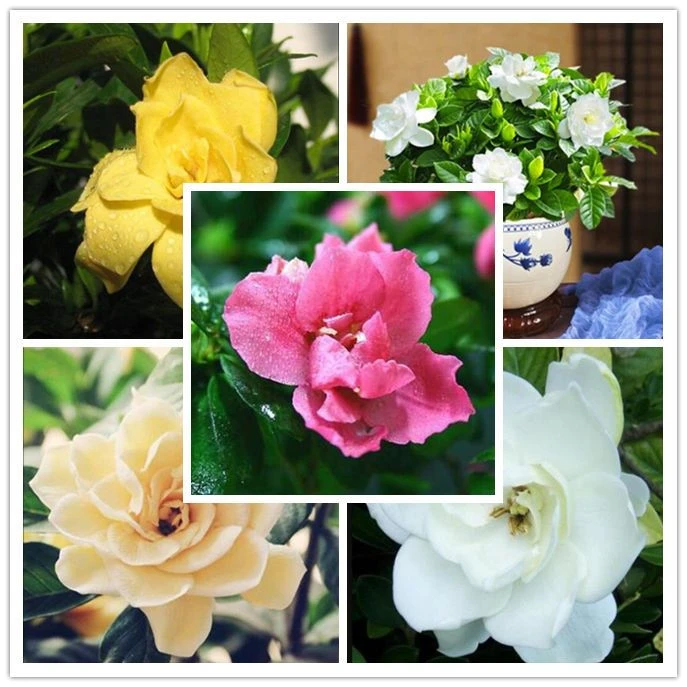 新品{新上栀子花种子籽四季浓香绿植盆栽花卉室内室外植物