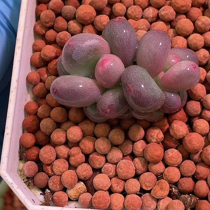 ****飞彩虹奶酪有锦基因多肉