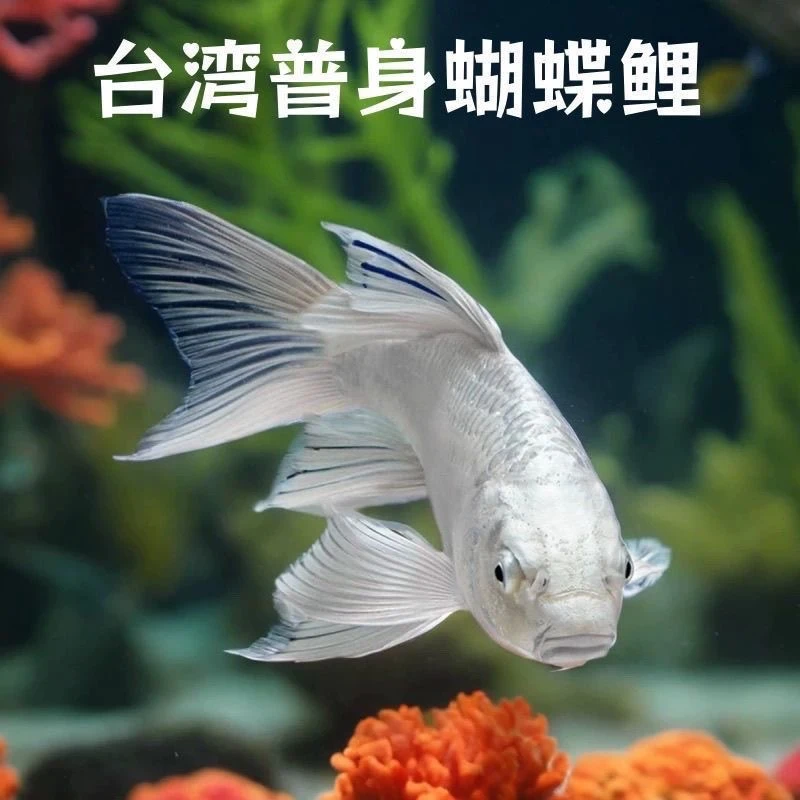台湾精品纯种赛级普身蝴蝶鲤纯种贵妃体广温鱼好养易活
