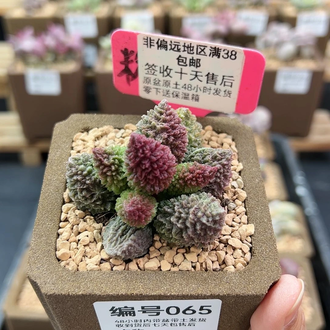 065朱紫玉多肉植物