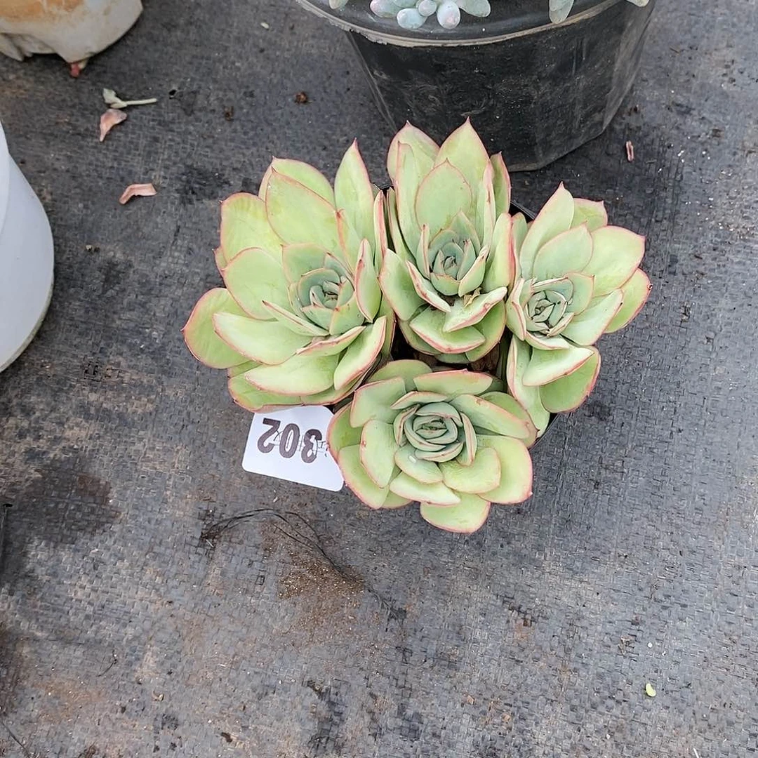 鱼*鱼302牡丹亭多肉植物