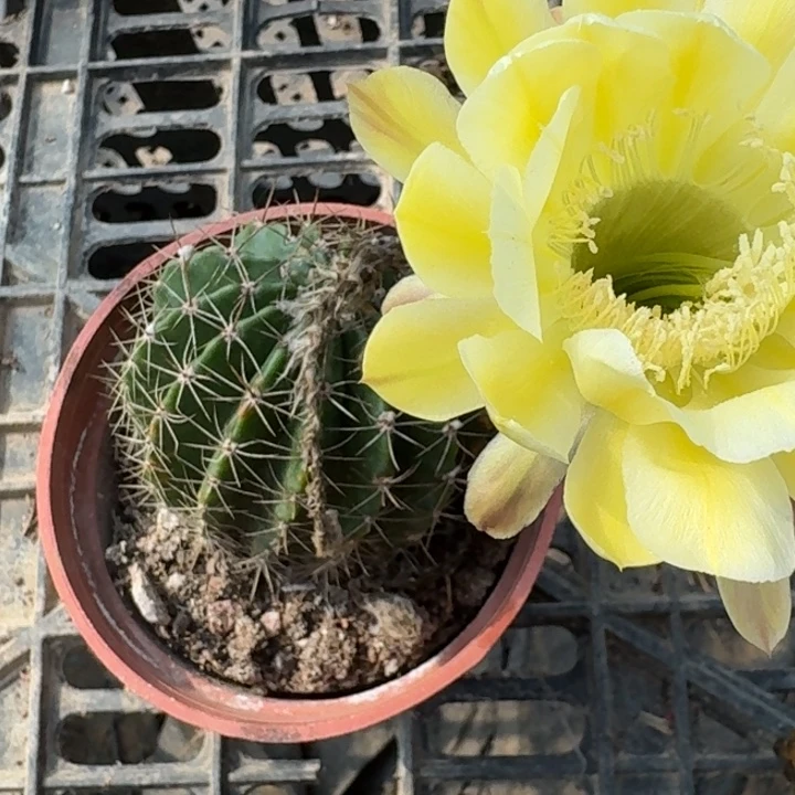 288彩草根掰花脱土发货斑，20包邮