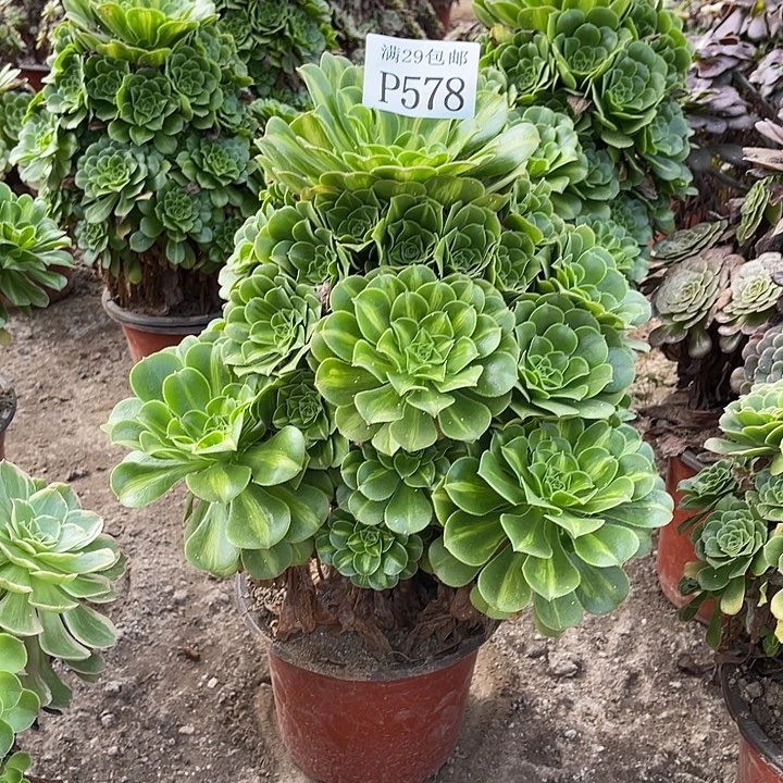 潇***生578五彩琉璃多肉植物
