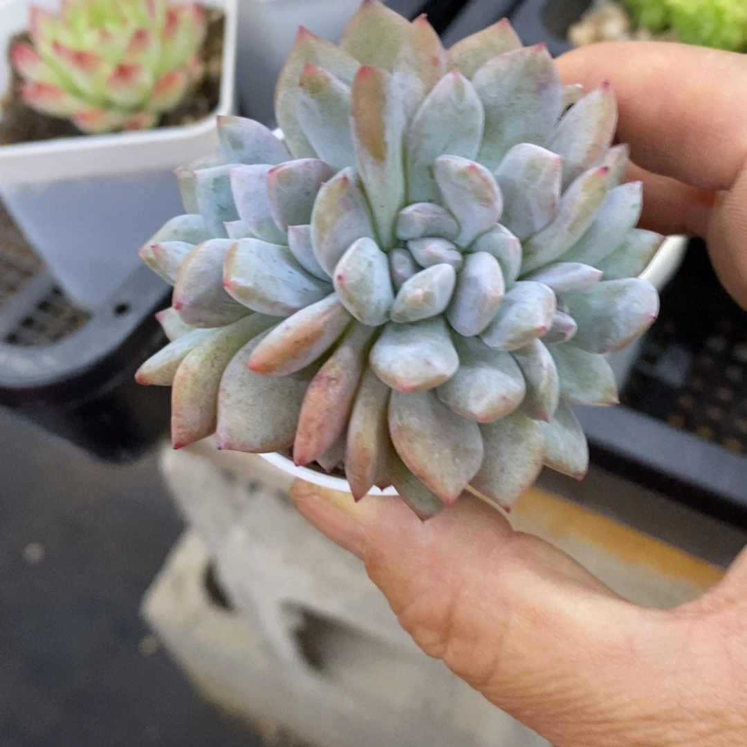精品多肉一物一拍不包整288