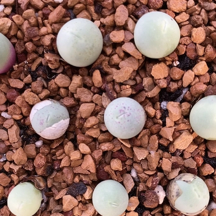 1厘米左右鸽子蛋1颗