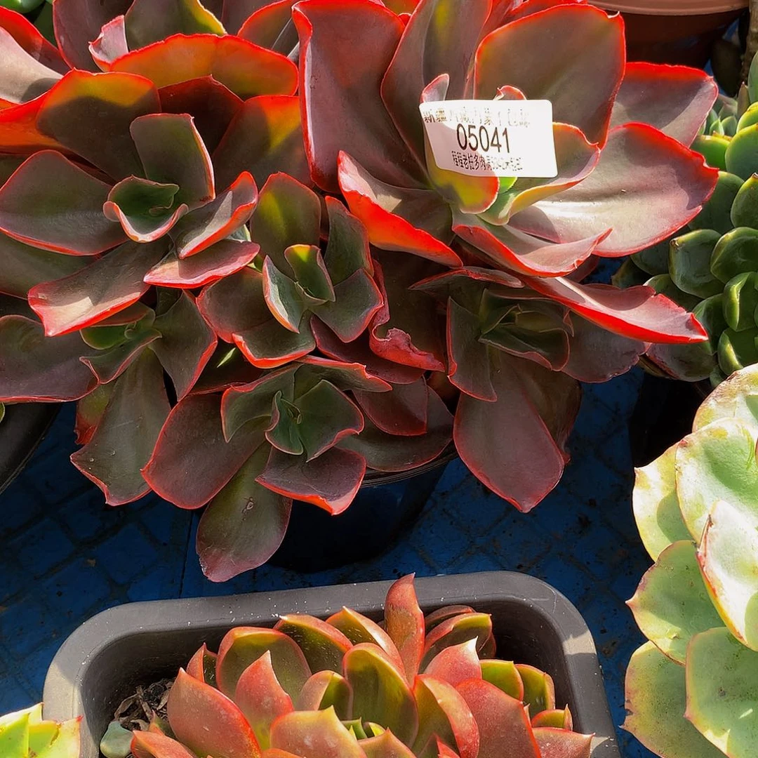 牛***嫂红酒杯05041多肉多肉