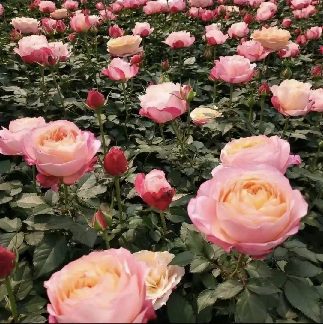 【大花美人】1加仑盆多棵扦插月季花花卉绿植盆栽花卉直播四季开放