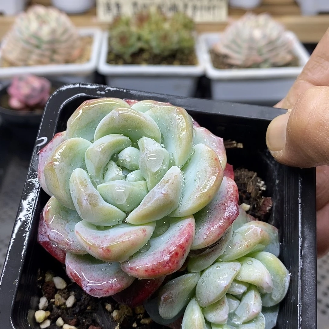 2179 精控冰玉双头