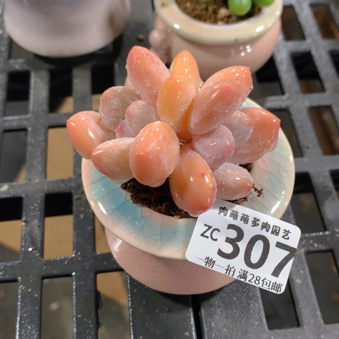 肉萌萌拇指盆精控多肉ZC307