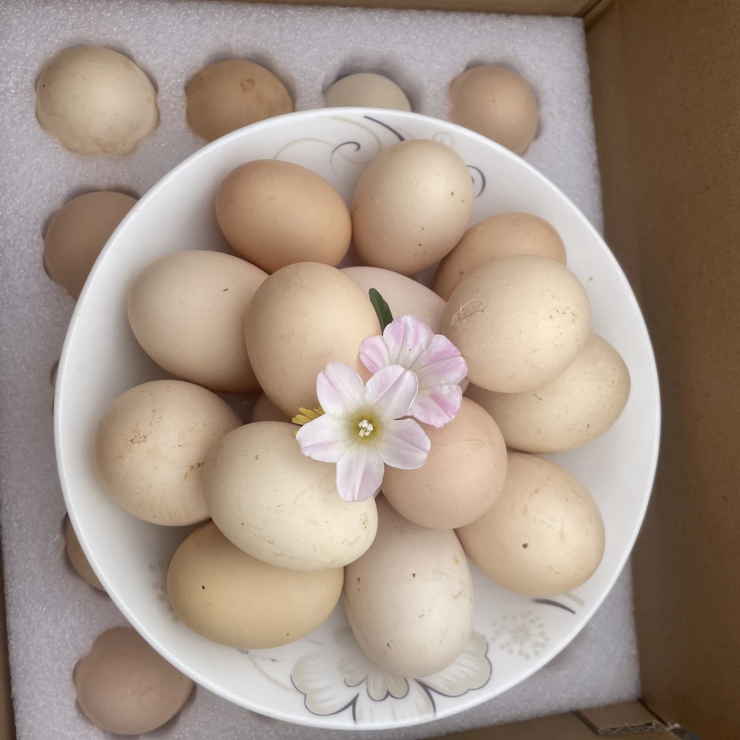 福利-20玫营养土鸡蛋老人孕妇儿童优选正宗新鲜现捡现发