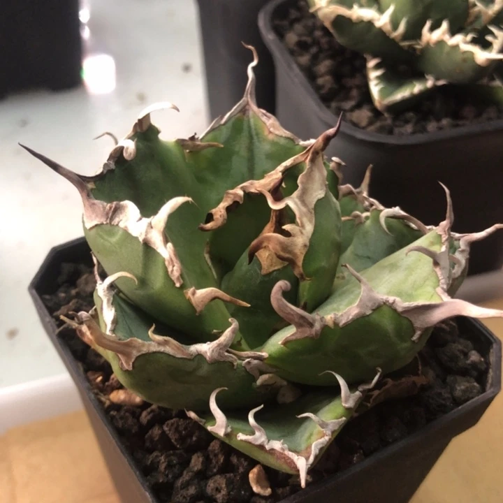 白鲸仁王冠龙舌兰顶芽