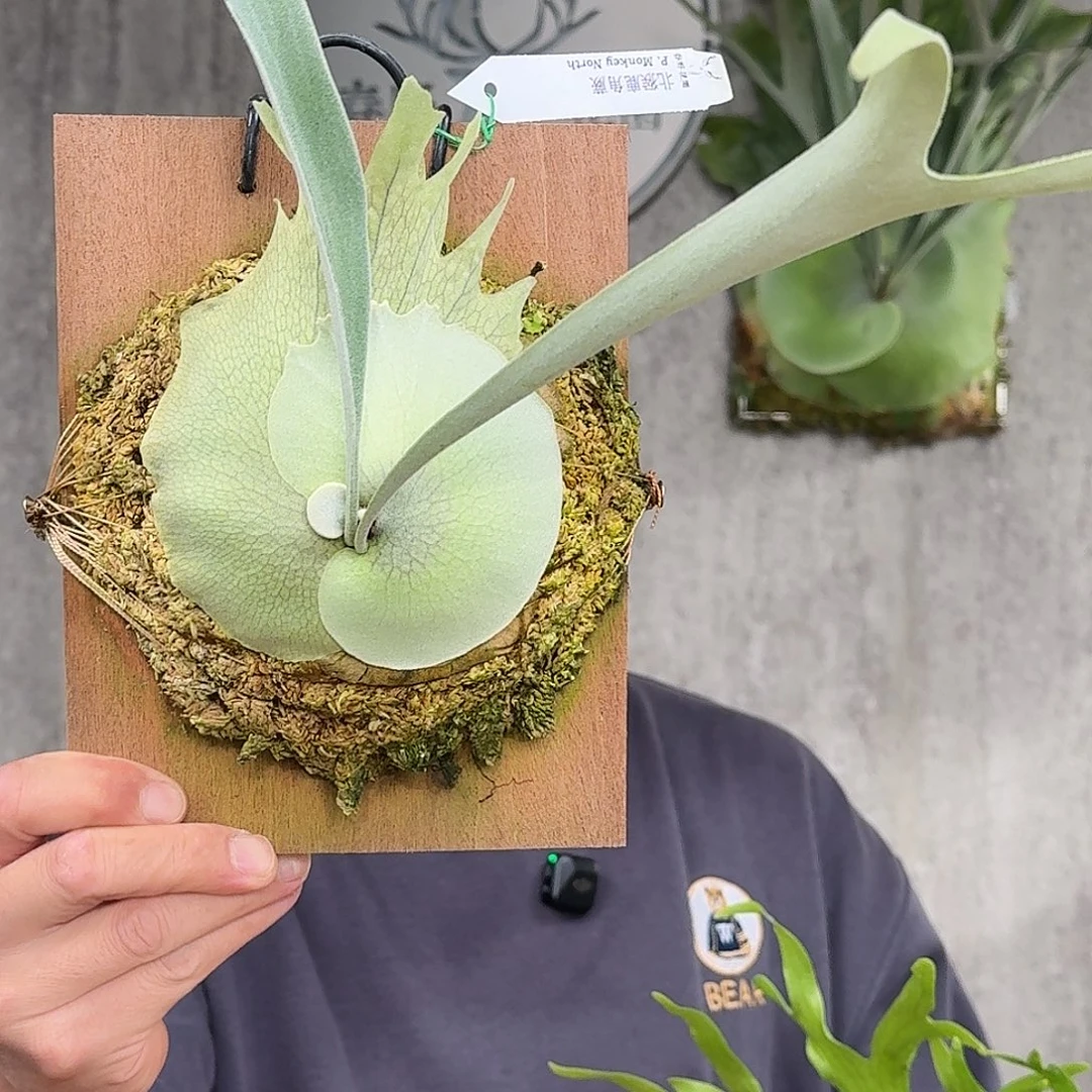 完全开放北猴鹿角蕨春野花园