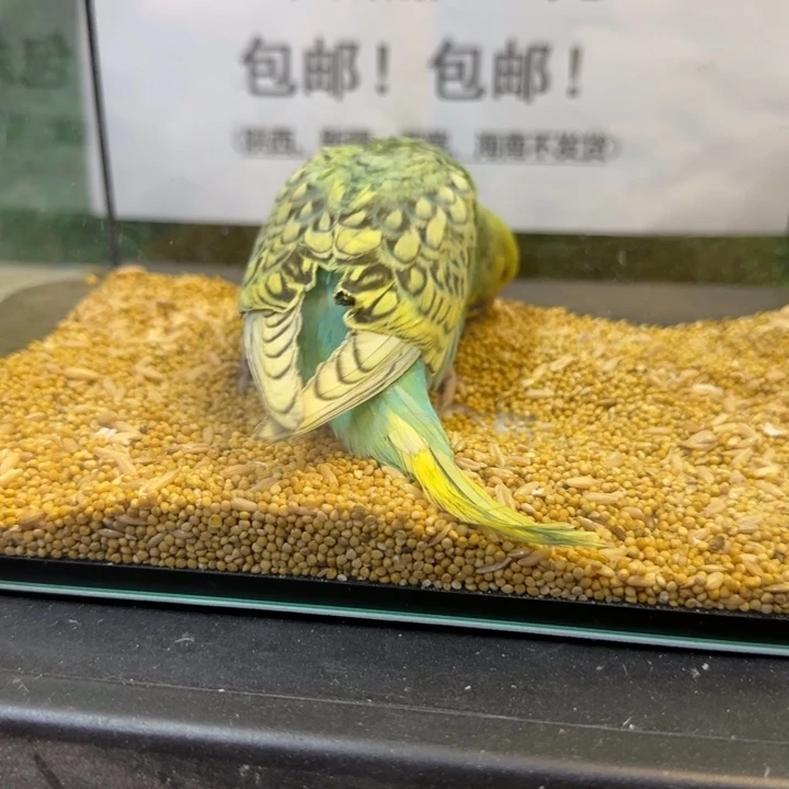 虎皮鹦鹉大头虎皮鹦鹉