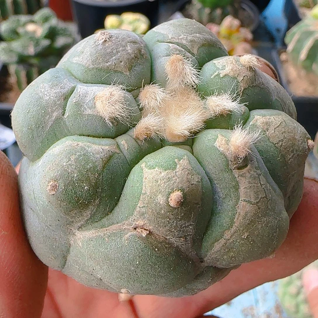 蓝白大尤579萝卜根