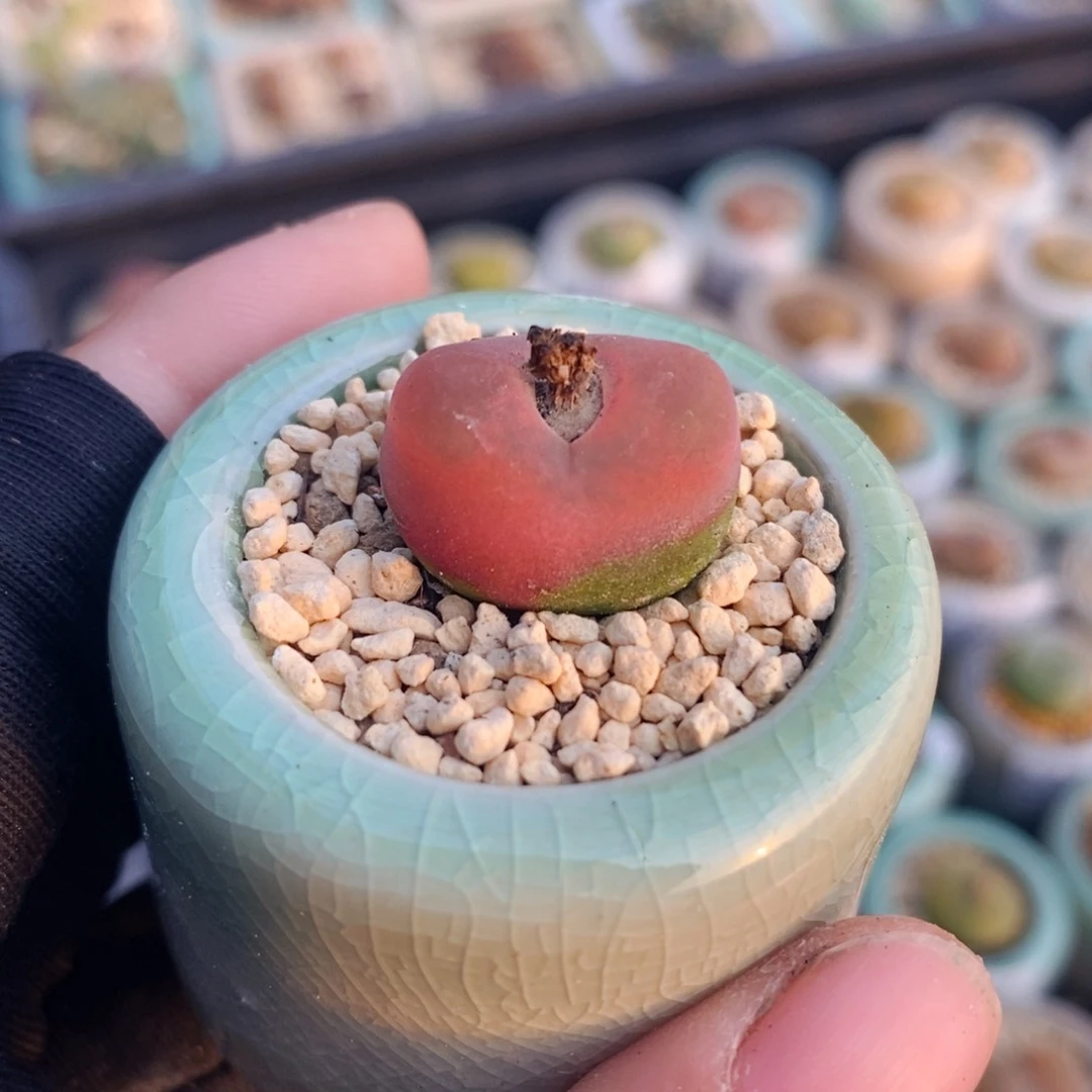 2716-一物一拍 带盆