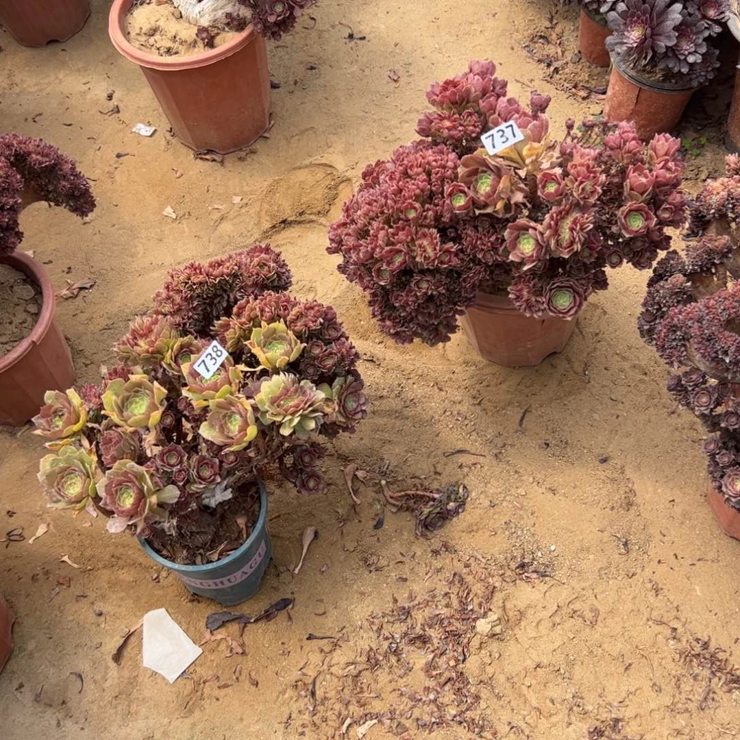 有伤板薄两颗万朵737.738无售后