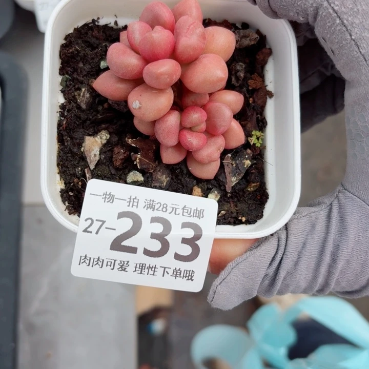 先锋派多肉多肉无盆土无盆