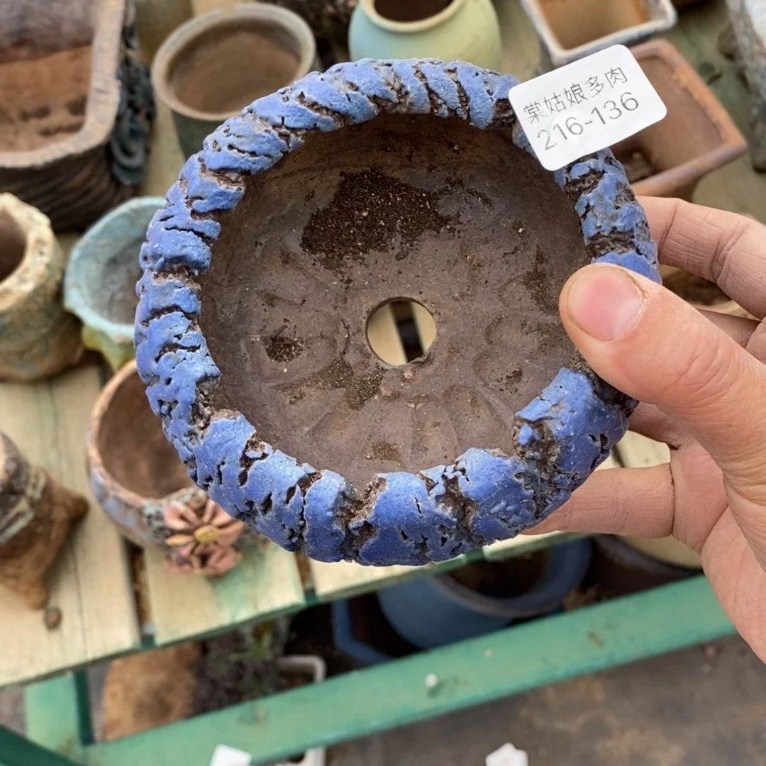 红陶云136号多肉盆一个呀