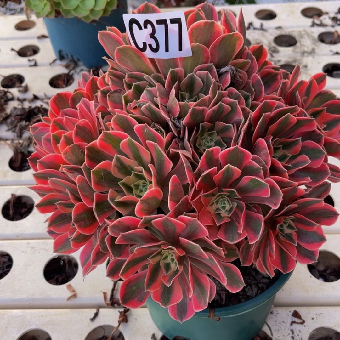 女妖法师7-1包邮法师