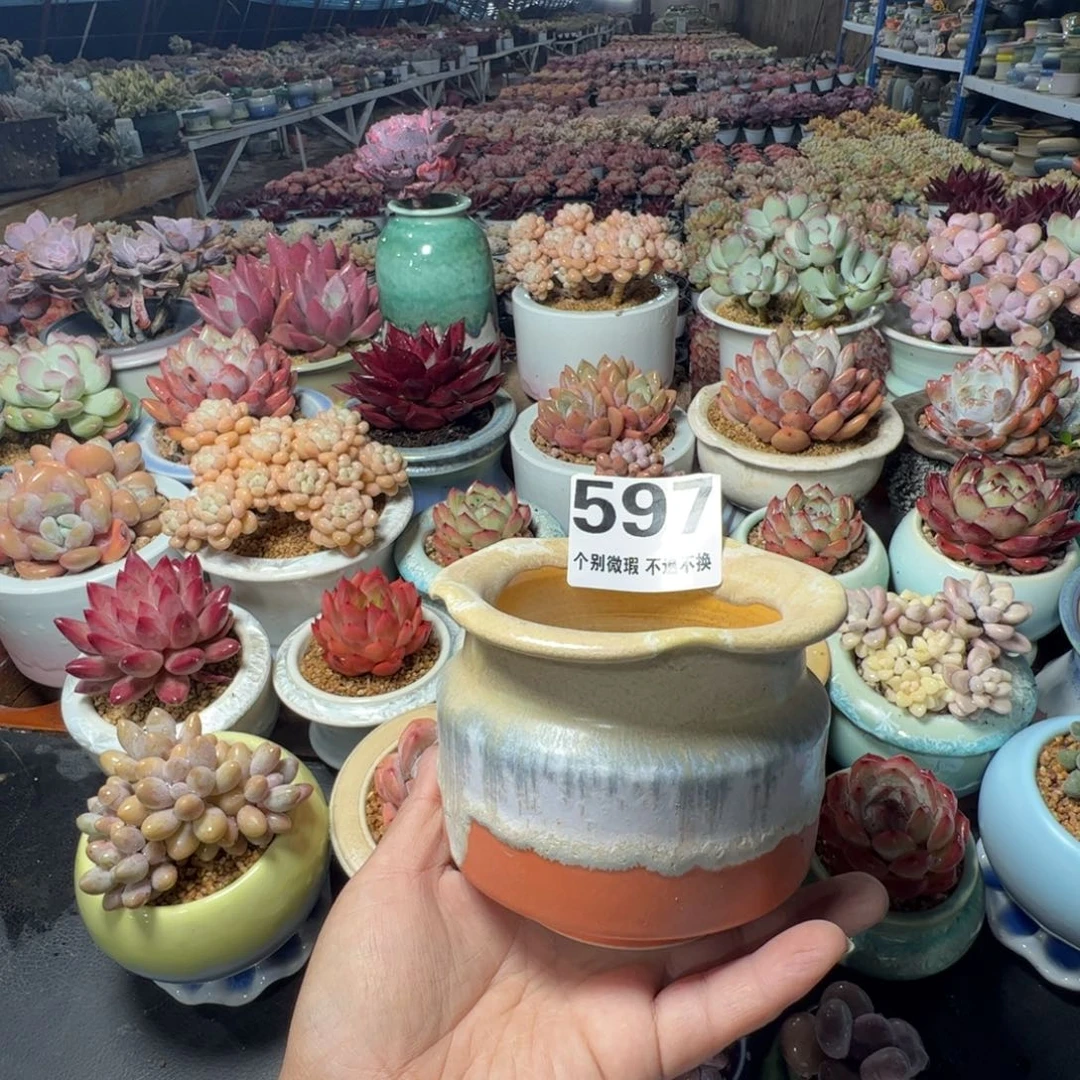 特价花盆满50发货内口9