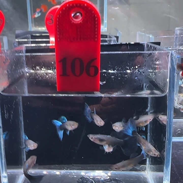 孔雀鱼106号10条全母
