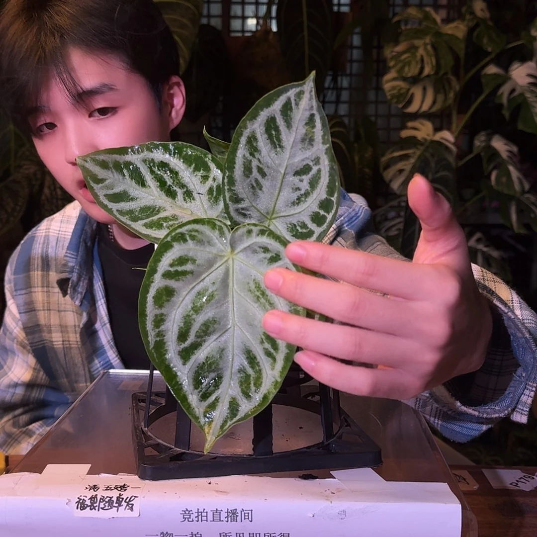 不开花植物W07冰沙