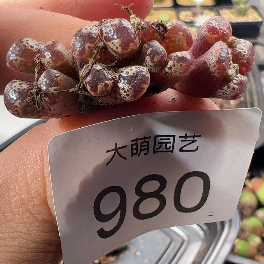 一物一拍。     980