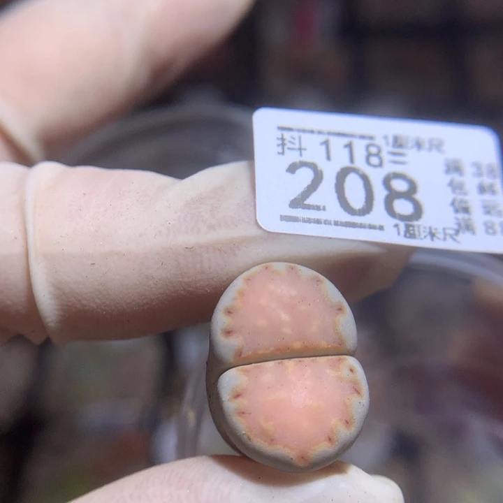 精品生石花118.208