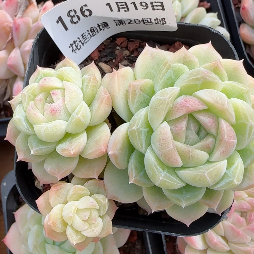 花语逸镜0119-186