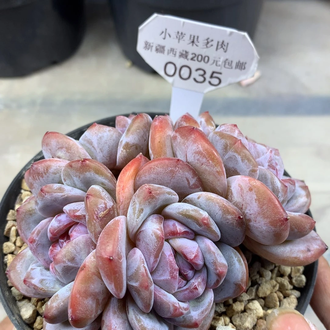 绿底紫心035/11cm4头