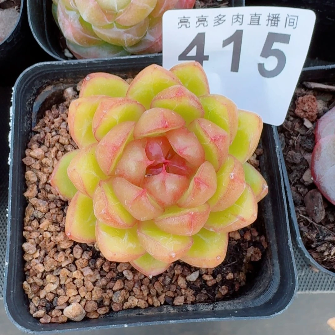 S***e糖果      愿你一路坦途，乘风破浪展宏图