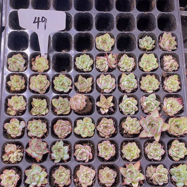 精品49号整板不售后