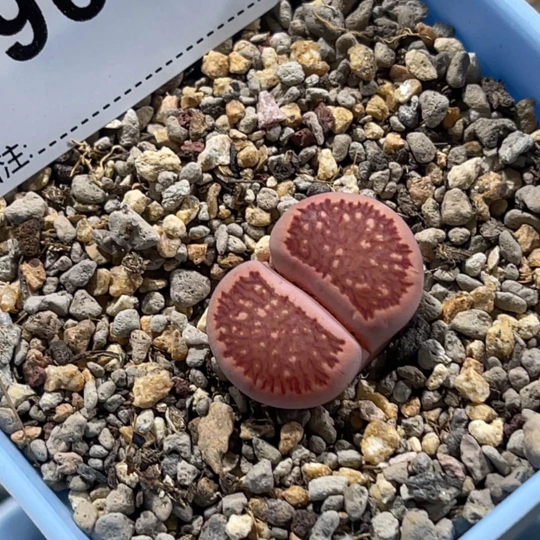 9633菊锦1尺寸2.0