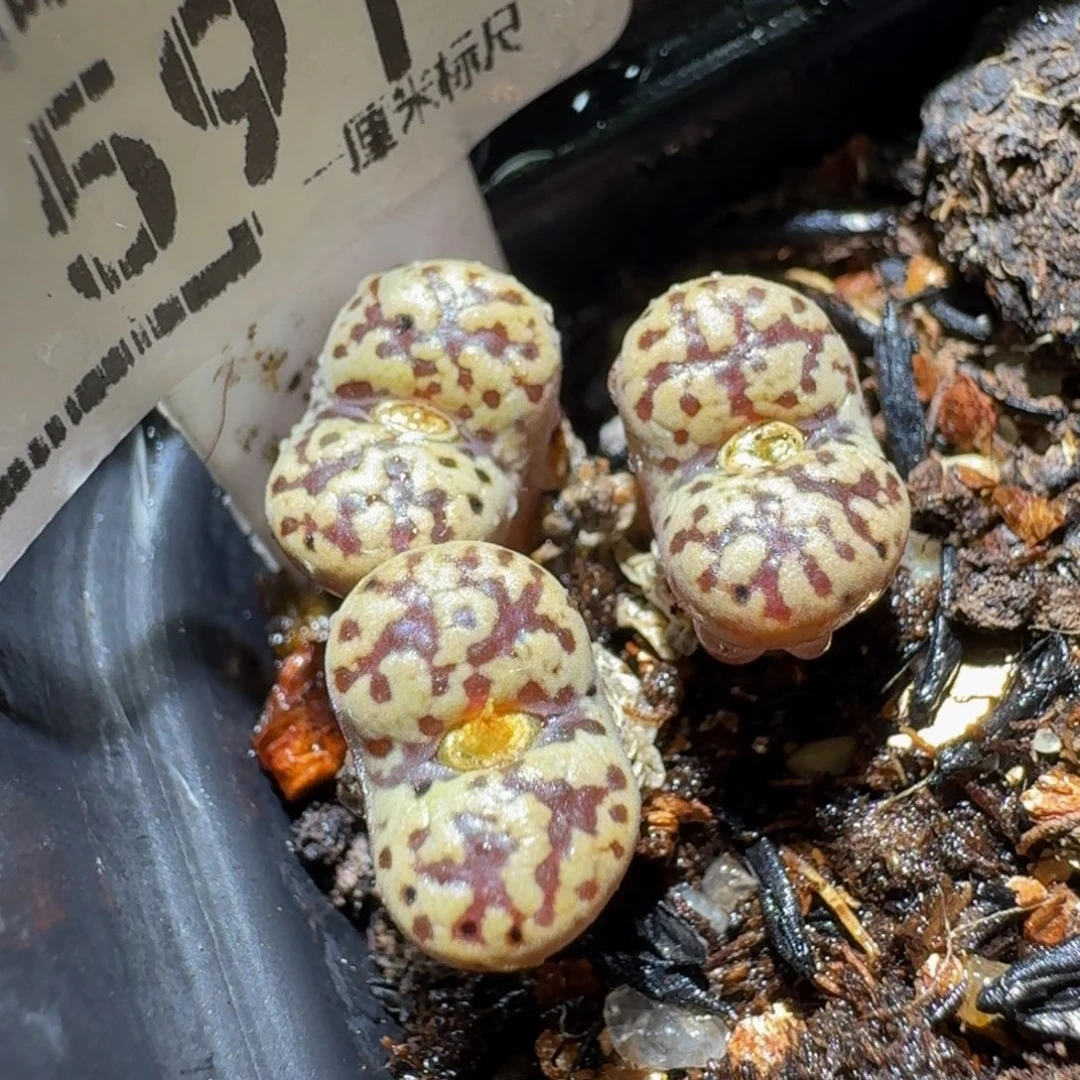 Ssss精品生石花591豹纹