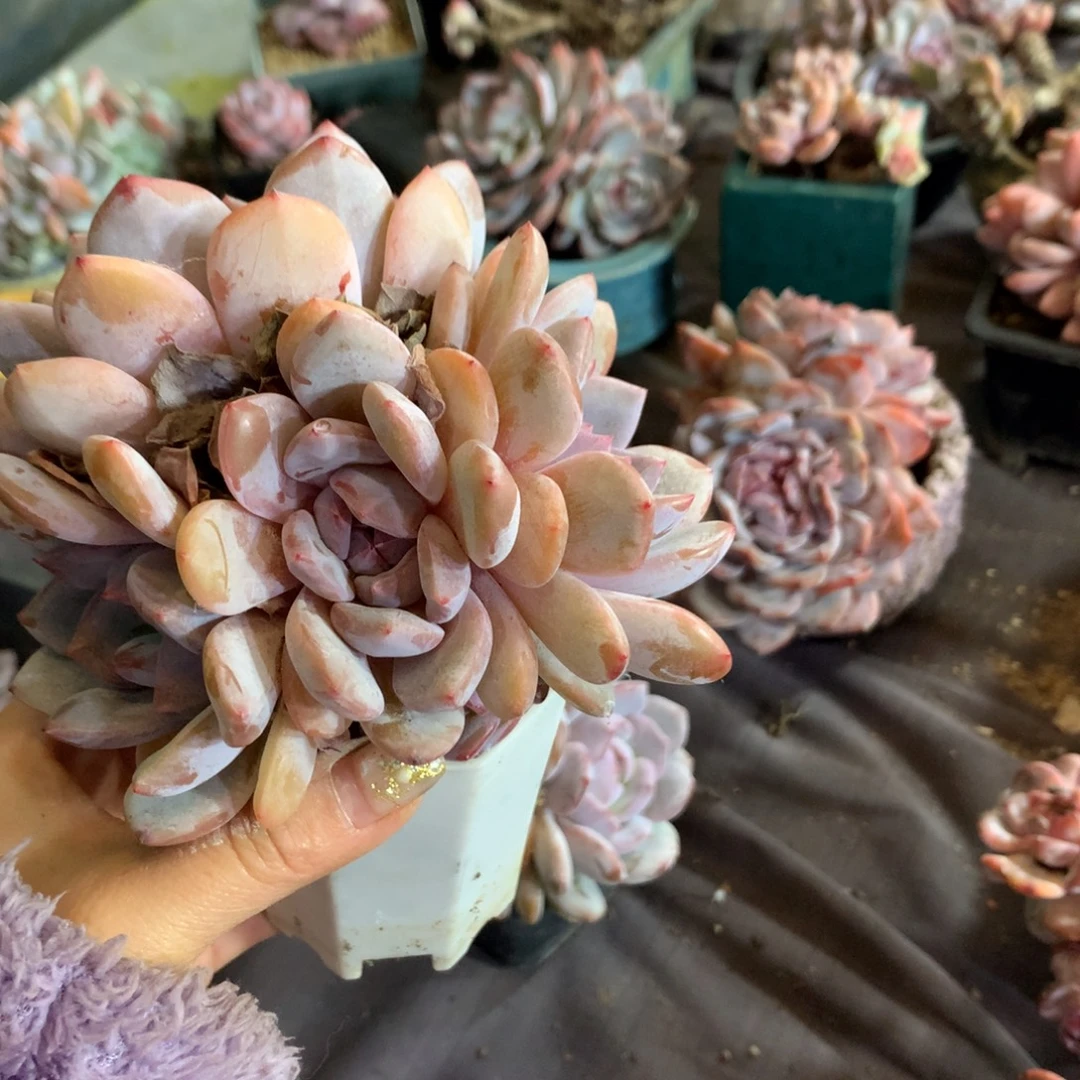 K***辰石榴籽，想好再拍，退了拉黑