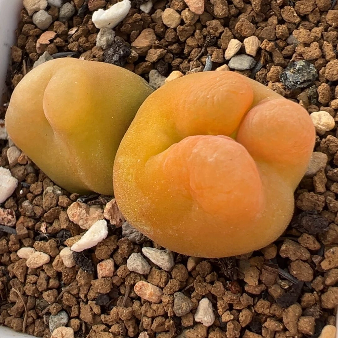 奔驰橘体水蜜桃多肉植物