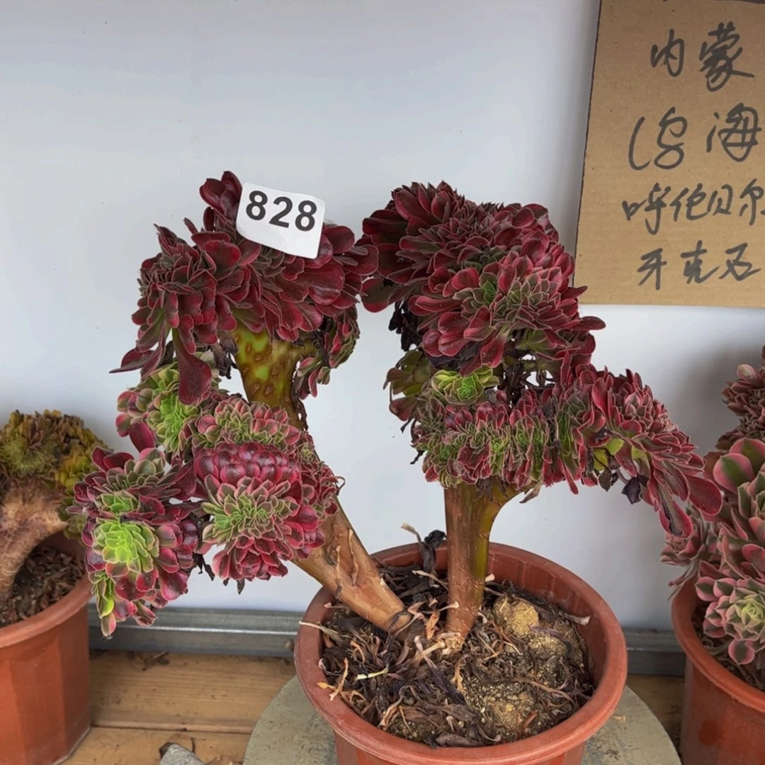 多肉植物美杜莎828