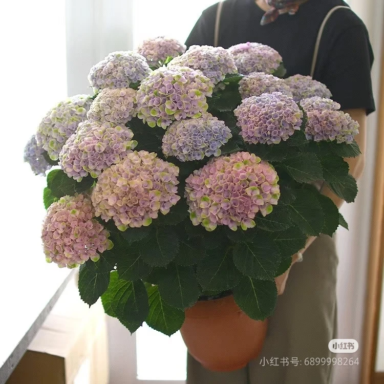 云南鲜花魔幻大理石绣球盆栽1.5加仑一盆（不售后）