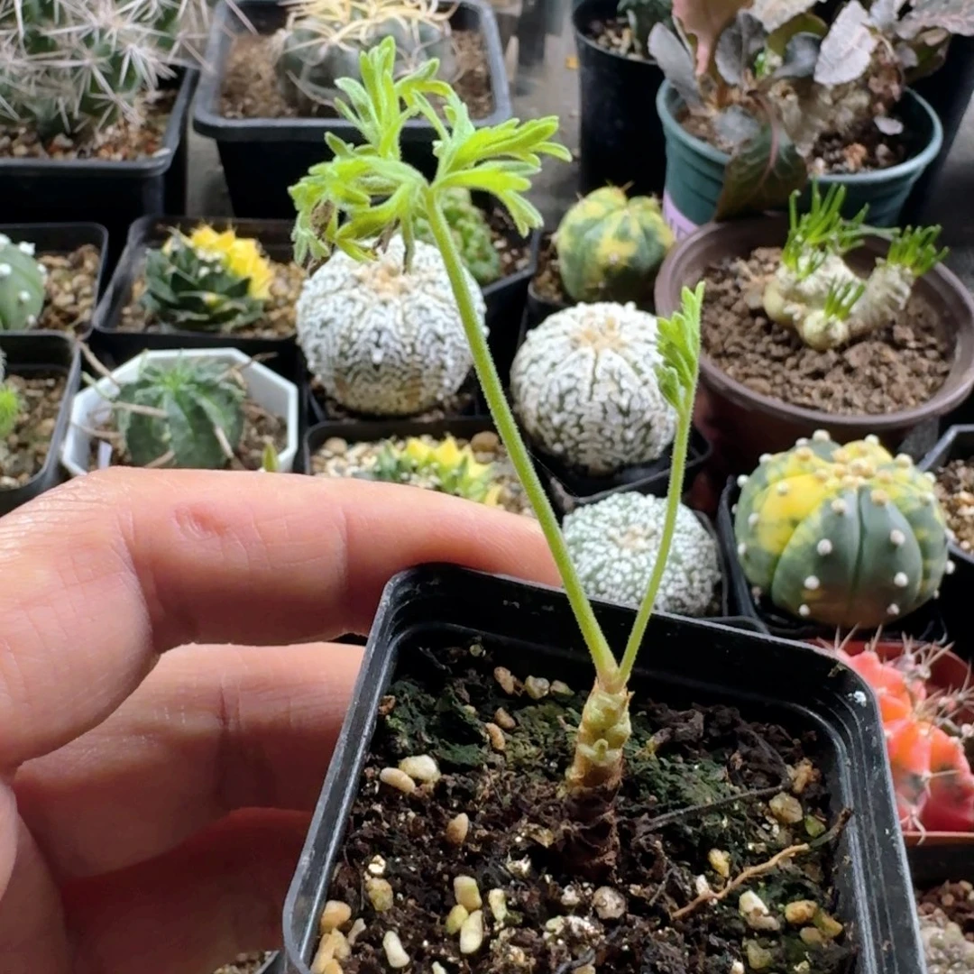 689香叶洋葵带盆发货