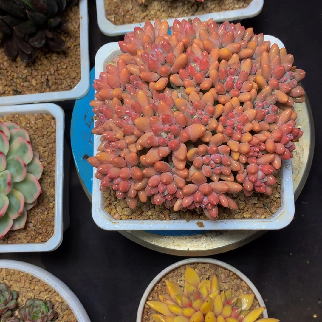 樱****星黛露美人多肉植物