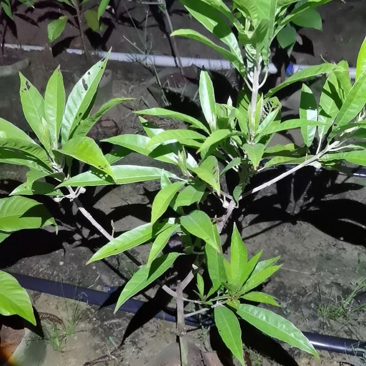 华***安当前无花栽培后可以开花