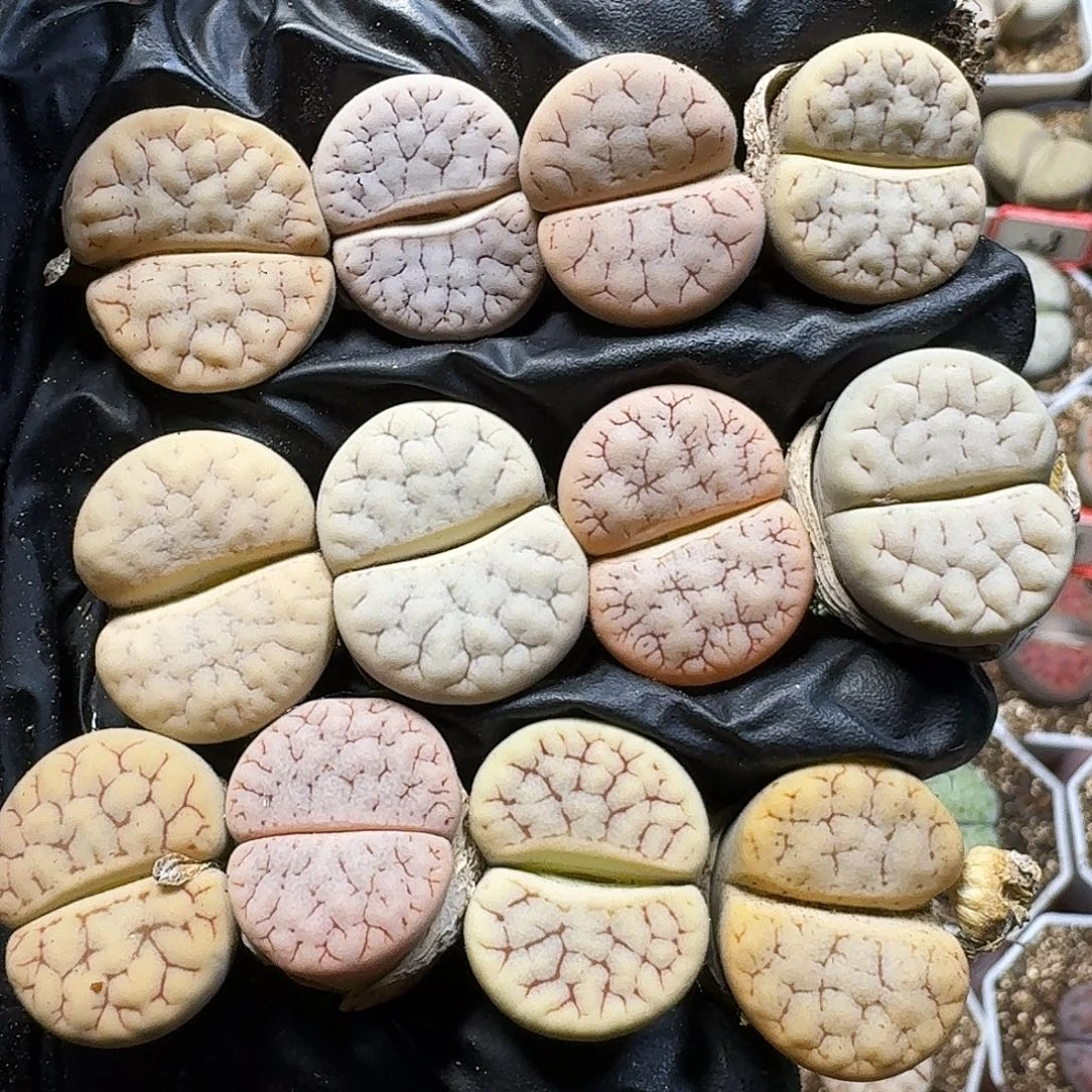 生石花1111111。   239