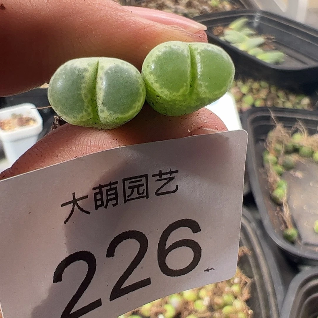 一物一拍莉迪亚小雀斑风铃MG1810.26。226