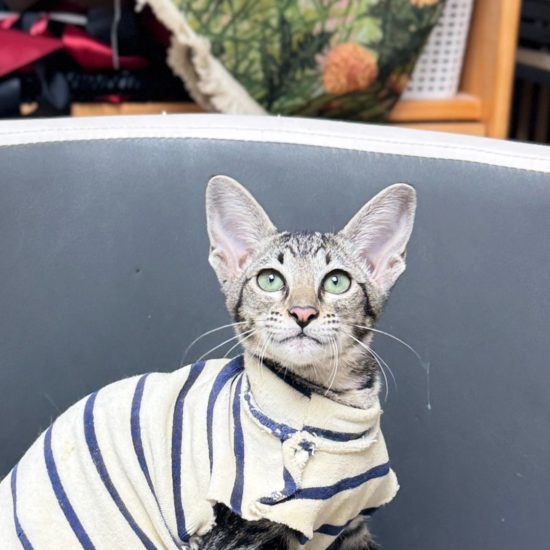 来了姊妹-棕虎斑东短猫 妹妹 J13