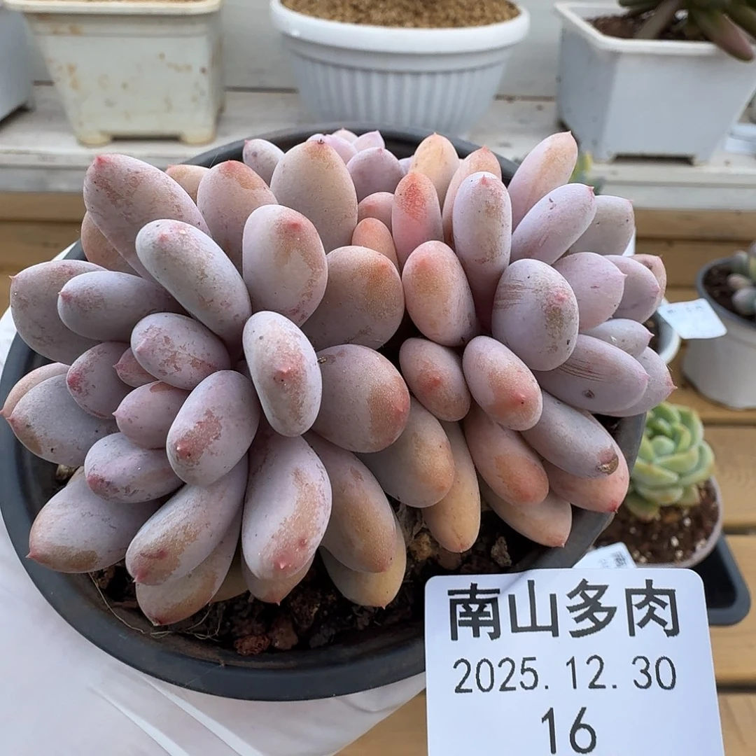 不知名1111230-16