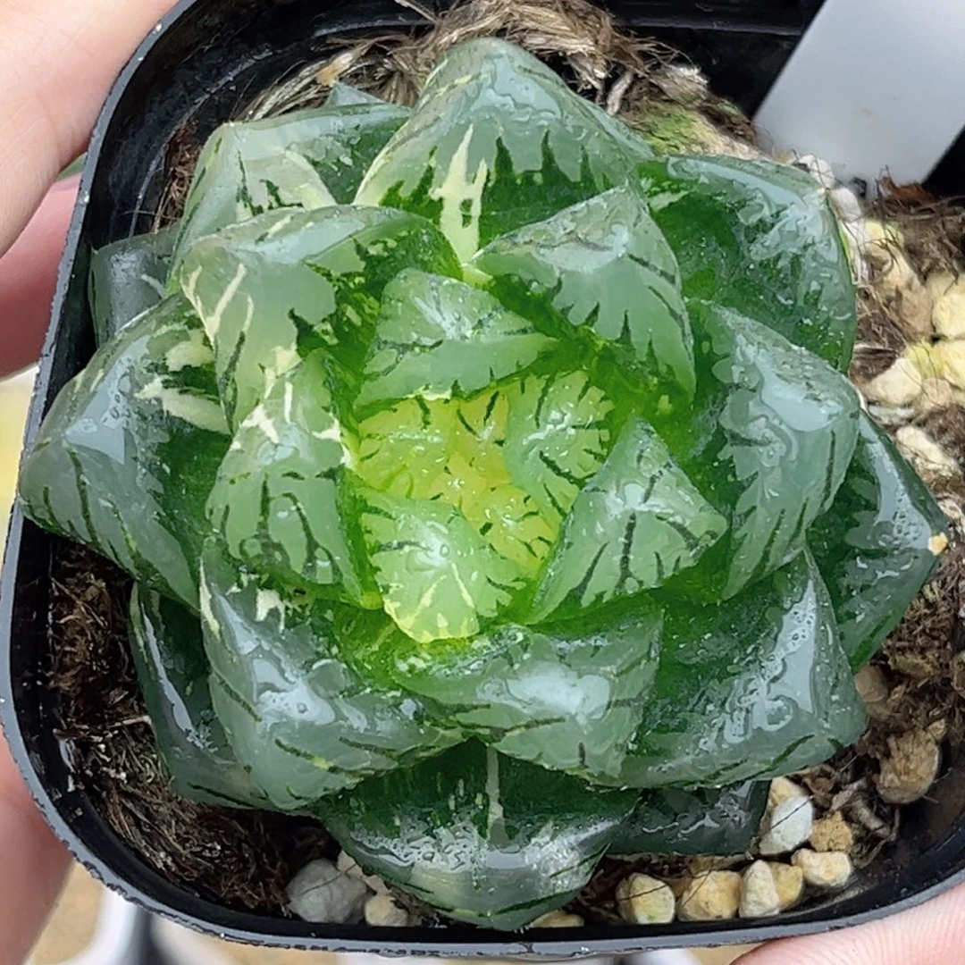 115巨大化龙鳞玉露锦福利专场