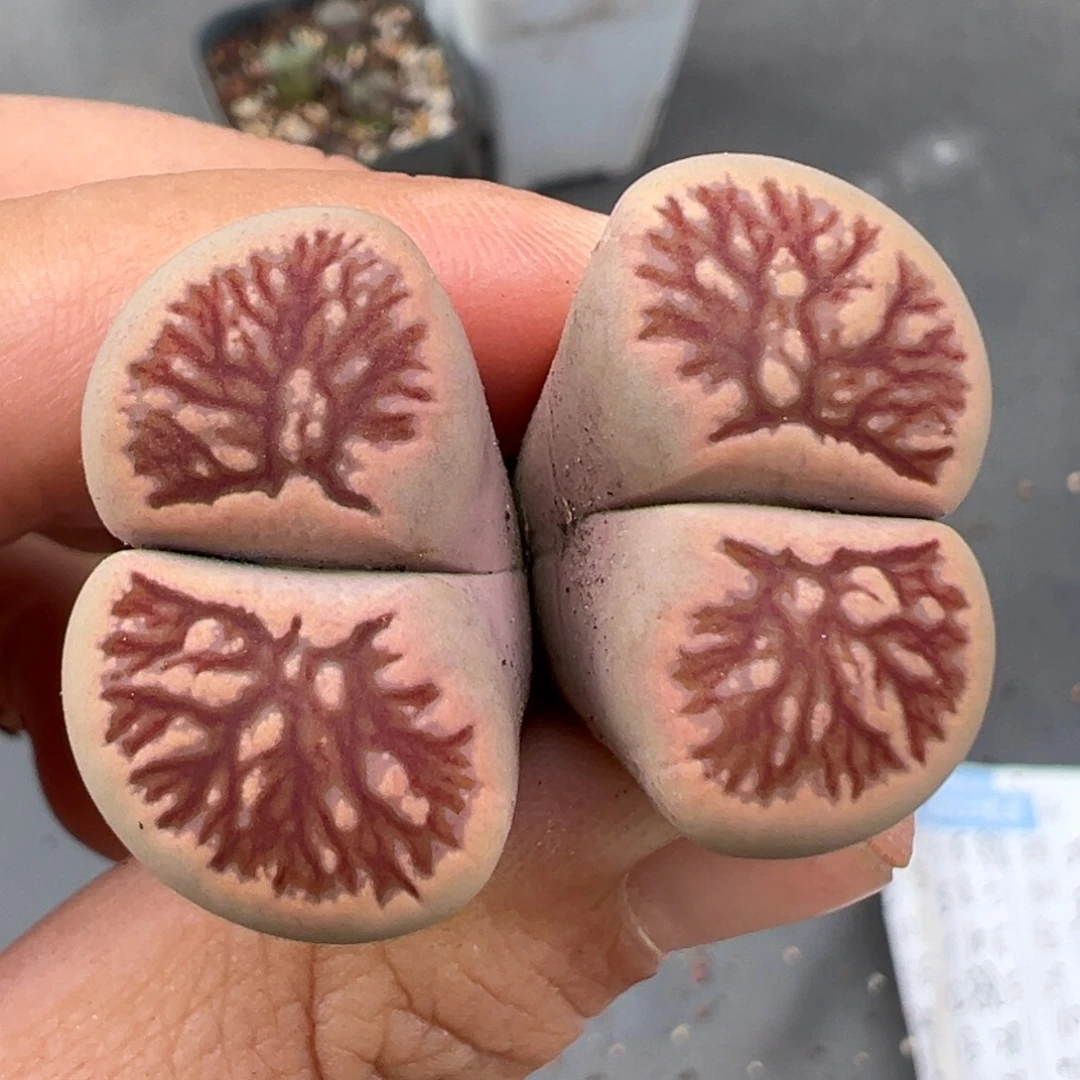 9.24好看的多肉脱土发货289