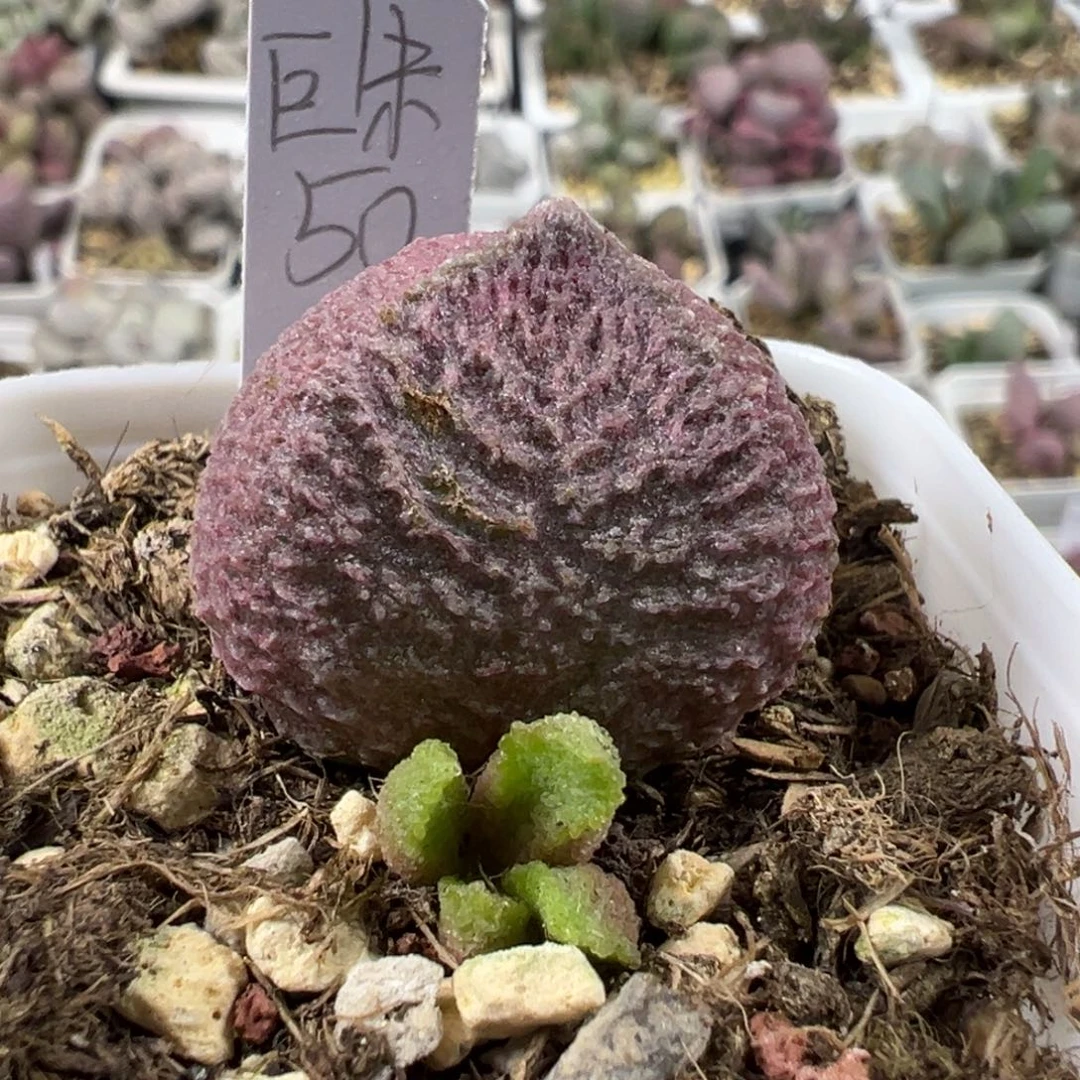 巨猪宝多肉植物水泡