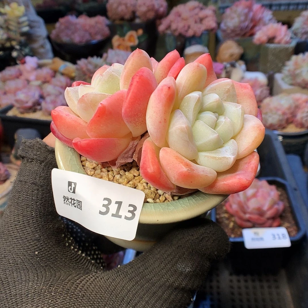 313冰玉多肉植物6666